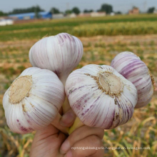 Best Price Fresh Garlic 2020 for Export Vietnam